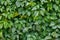 Green hedge, hedgerow. Liana on the wall, fence. Creeper, vine background. Wild leaves pattern