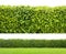 Green hedge isolated