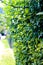 Green hedge plants, flowering plant, fence with plants