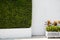 Green hedge and potted plants next to a white wall in a park. Landscaping garden