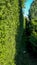 Green hedge of thuja trees. Green thuja fence. Nature, background
