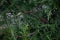 Green Hedge of Thuja Trees. Platycladus orientalis