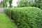 Green hedge trimmed in the garden yard lawn trees in row alley evergreen edge round