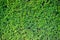 green hedgerow texture