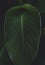 Green Heliconia Leaf