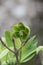Green hellebore flower helleborus viridis