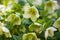 Green hellebore flowers in full bloom