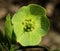 Green Hellebore (Helleborus viridis)