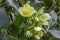 Green hellebore Helleborus viridis, green flowers and buds
