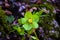 Green hellebore in the undergrowth