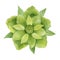 Green helleborus flower