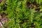 Green hemlock spotted plants