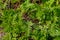 Green hemlock spotted plants