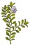 Green herb drawing. Botany icon. Blue flower