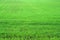 Green herb grass field