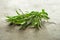 Green herb tarragon in back lit