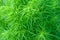 Green herbaceous plant Muskingum sedges or Carex muskingumensis close up