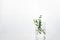 Green herbal leaf water in beaker of white cosmetic development laboratory background