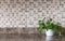 Green herbs on kitchen countertop