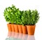 Green Herbs in a Row on White Background
