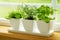 Green herbs on a window sill