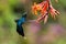 Green hermit, hovering next to orange flower, bird from mountain tropical forest, Costa Rica, beautiful hummingbird sucking nectar