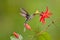 Green Hermit Hummingbird