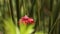 Green hermit, Phaethornis guy, hovering next to red flower in garden, bird from caribean tropical forest, Trinidad and Tobago