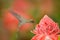 Green Hermit, Phaethornis guy, rare hummingbird from Trinidad. Action feeding scene in tropical forest, animal in nature jungle ha