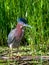 Green Heron