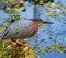 Green heron