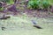 Green heron in the Beaver Marsh.Cuyahoga Valley National Park.Ohio.USA