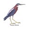 Green heron. Bird with dark blue and red feather