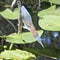 Green heron bird Everglades Florida