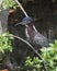 Green Heron bird photo.  Green Heron bird close-up profile perched on a branch with black bokeh background.