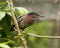 Green Heron bird photo.  Green Heron bird close-up profile perched on a branch with a bokeh background.