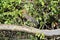 Green heron (Butorides striatus)