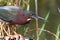 Green Heron (Butorides virescens)