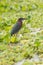 Green Heron Butorides virescens