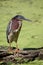 Green Heron (Butorides virescens)