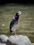 A green heron (Butorides virescens) on one leg looking skyward.