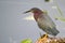 Green Heron (Butorides virescens) Perched at the E