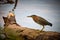 Green Heron Butorides virescens stand on submerged log at Lake Chatuge, NC