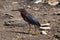 Green Heron on Caribbean Island