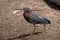 Green Heron on Caribbean Island