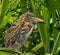 Green Heron Chick