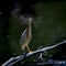 Green Heron in the Dark Swamp