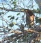 Green heron in early light