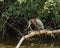 Green Heron fishing from a downed branch