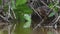 Green Heron fishing, waiting. Scientific name: Butorides virescens maculata.